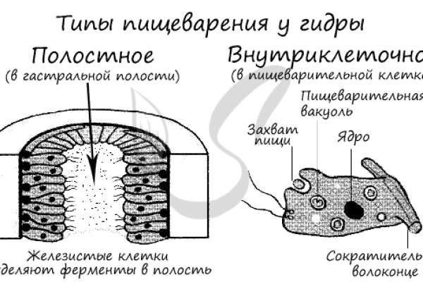 Кракен сайт ссылка тор браузере